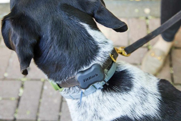 Best Pet Trackers And GPS Dog Collars